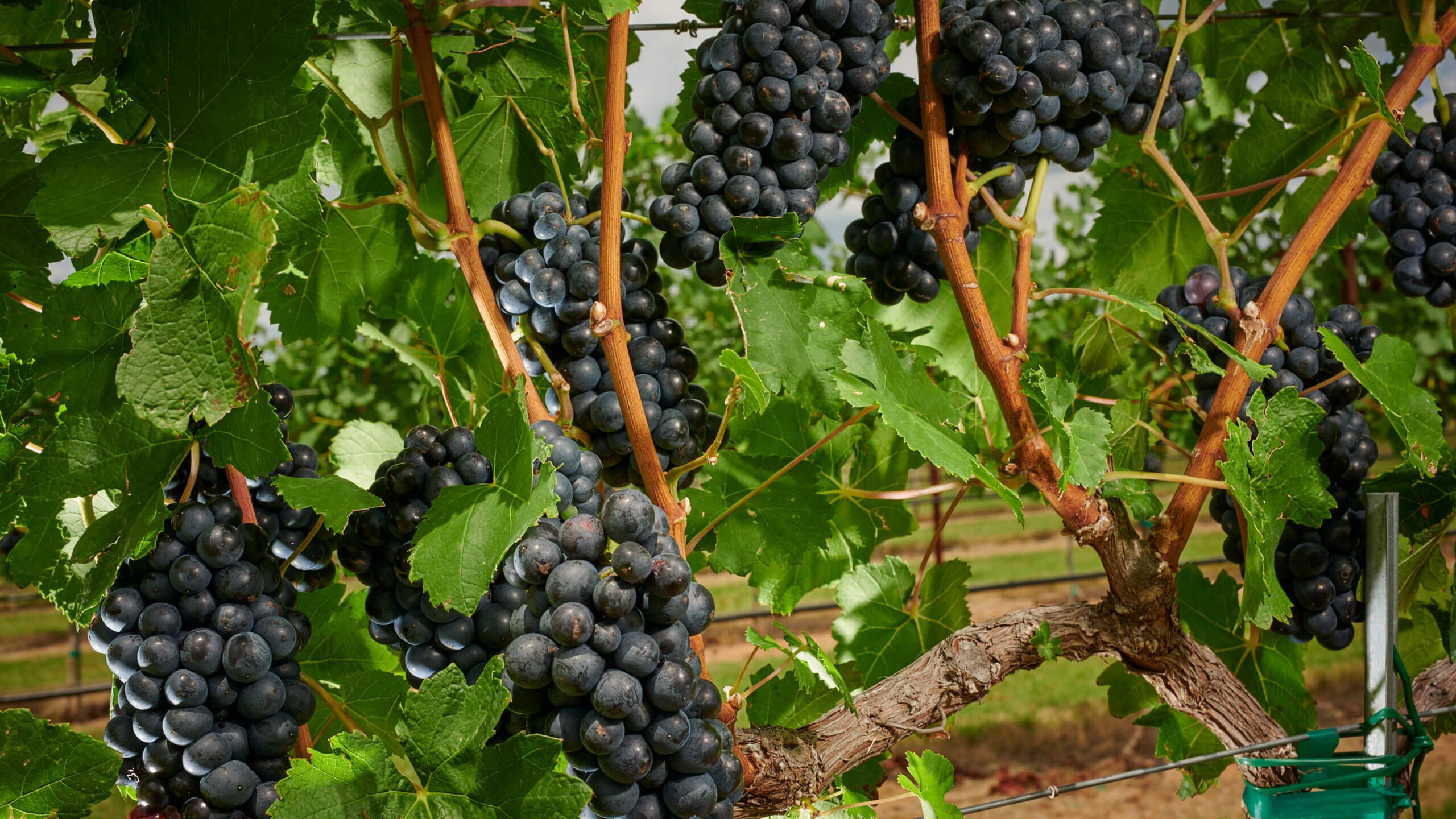 Grape Vineyard Background