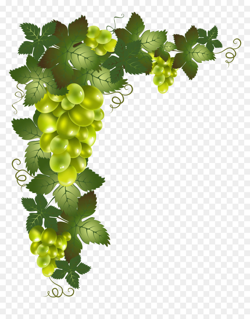 Grape Vineyard Background