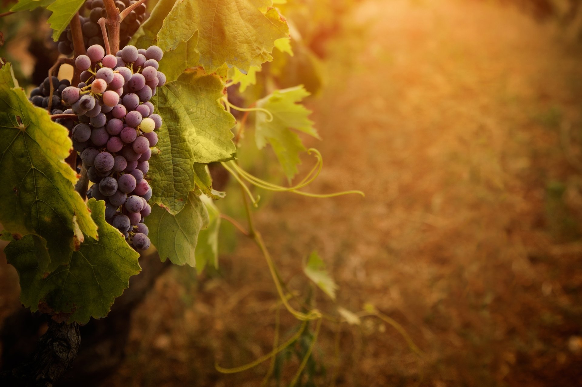 Grapes Wallpapers