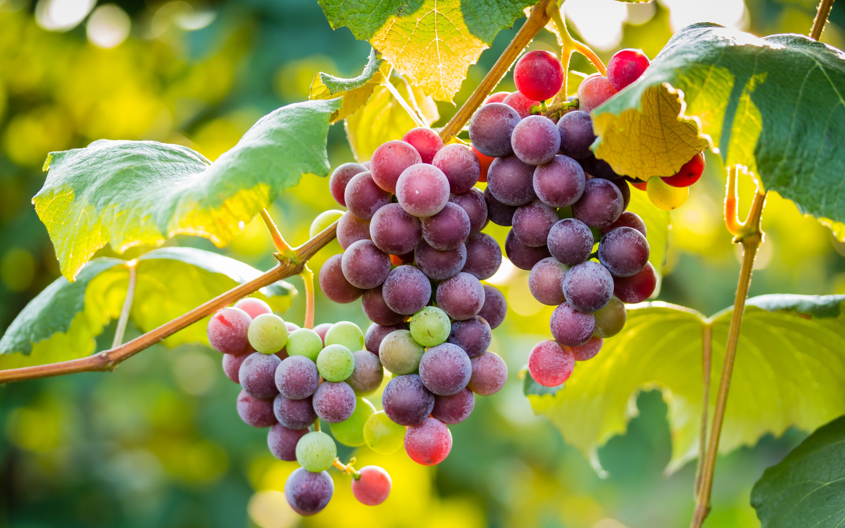 Grapes Wallpapers