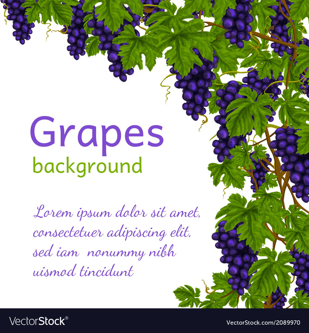 Grapes Wallpapers