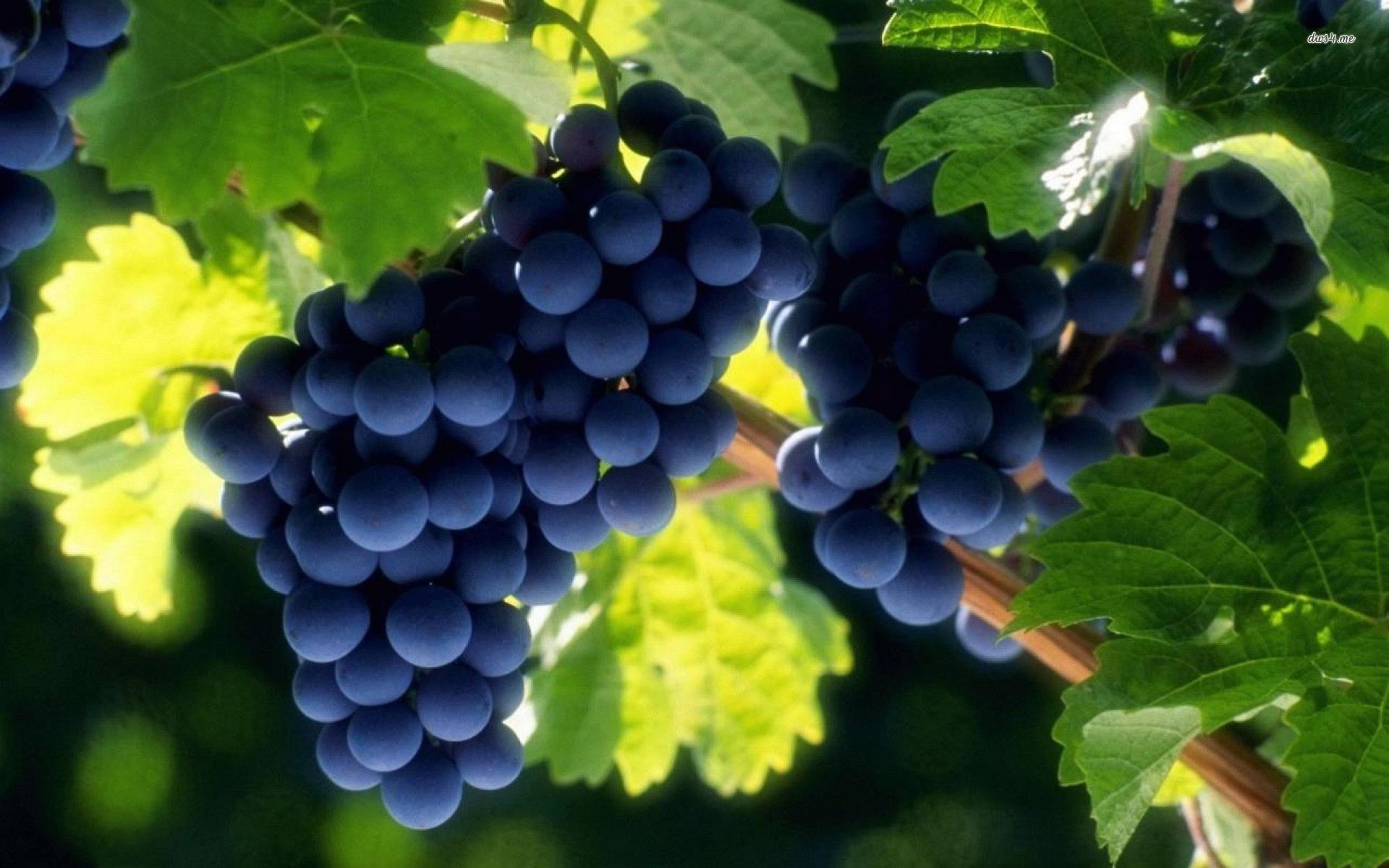 Grapes Wallpapers