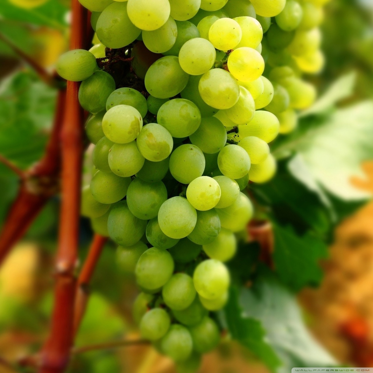 Grapes Wallpapers