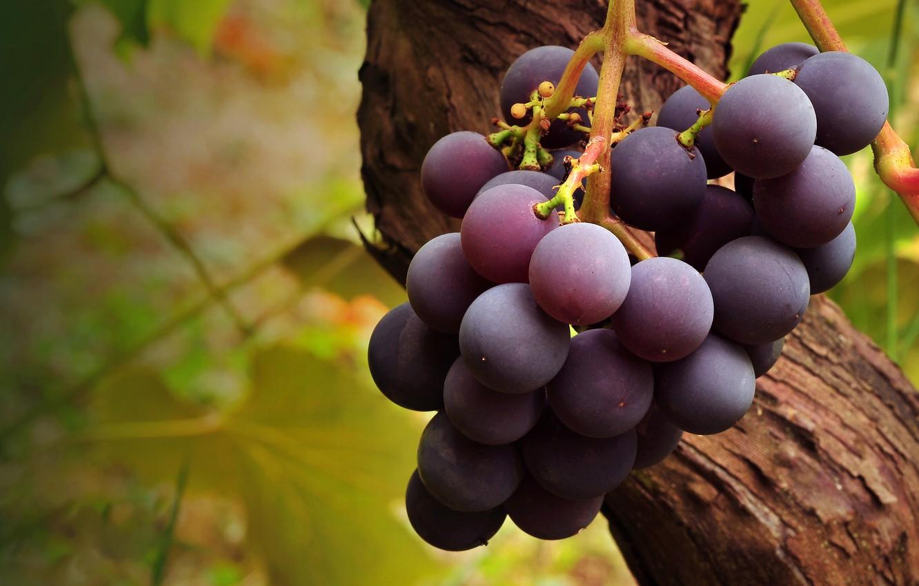 Grapes Wallpapers