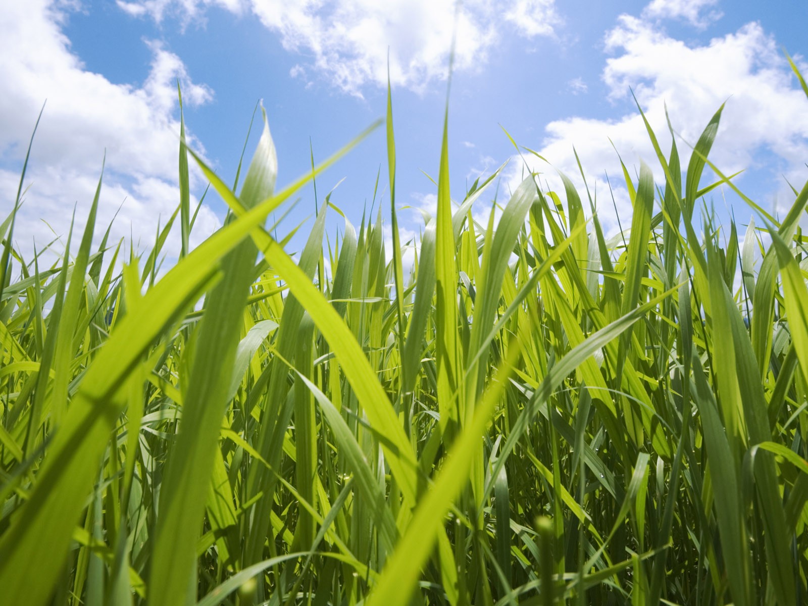 Grass And Sky Wallpapers