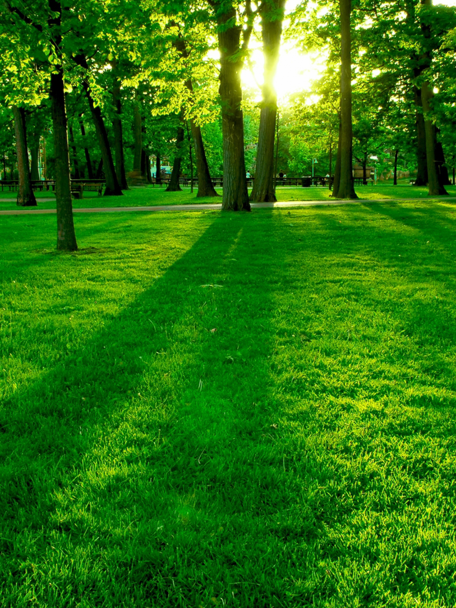 Grass Hd Wallpapers