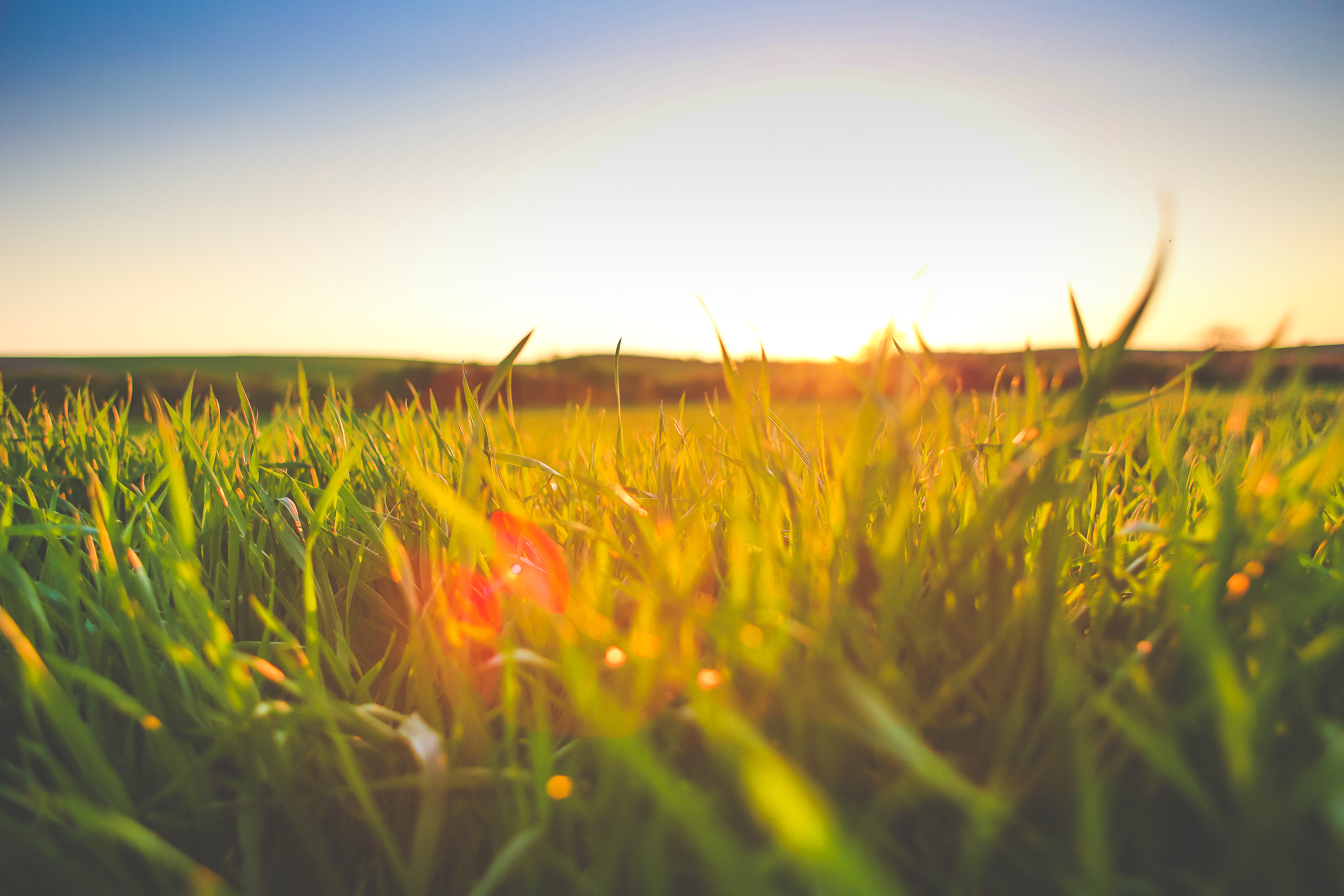 Grass Sunset Wallpapers