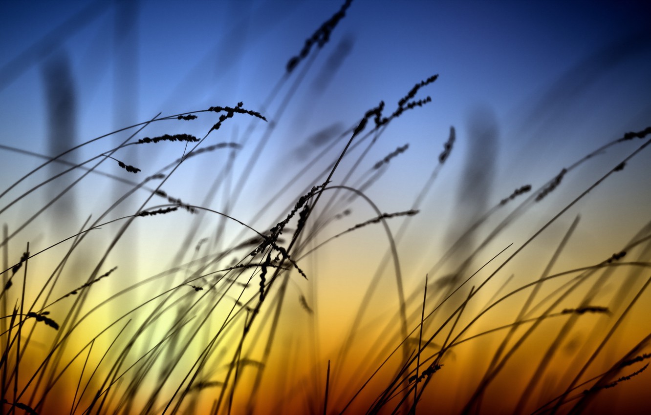 Grass Sunset Wallpapers