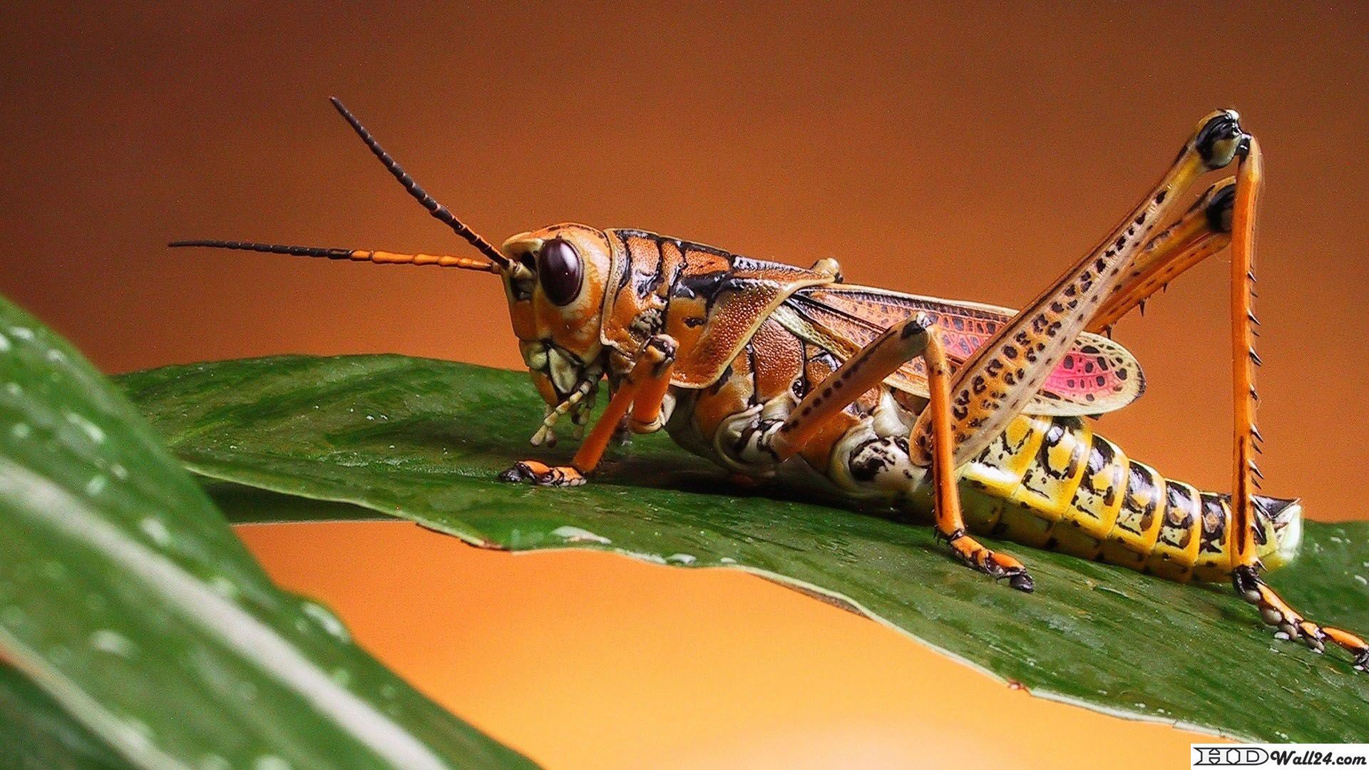 Grasshopper Wallpapers