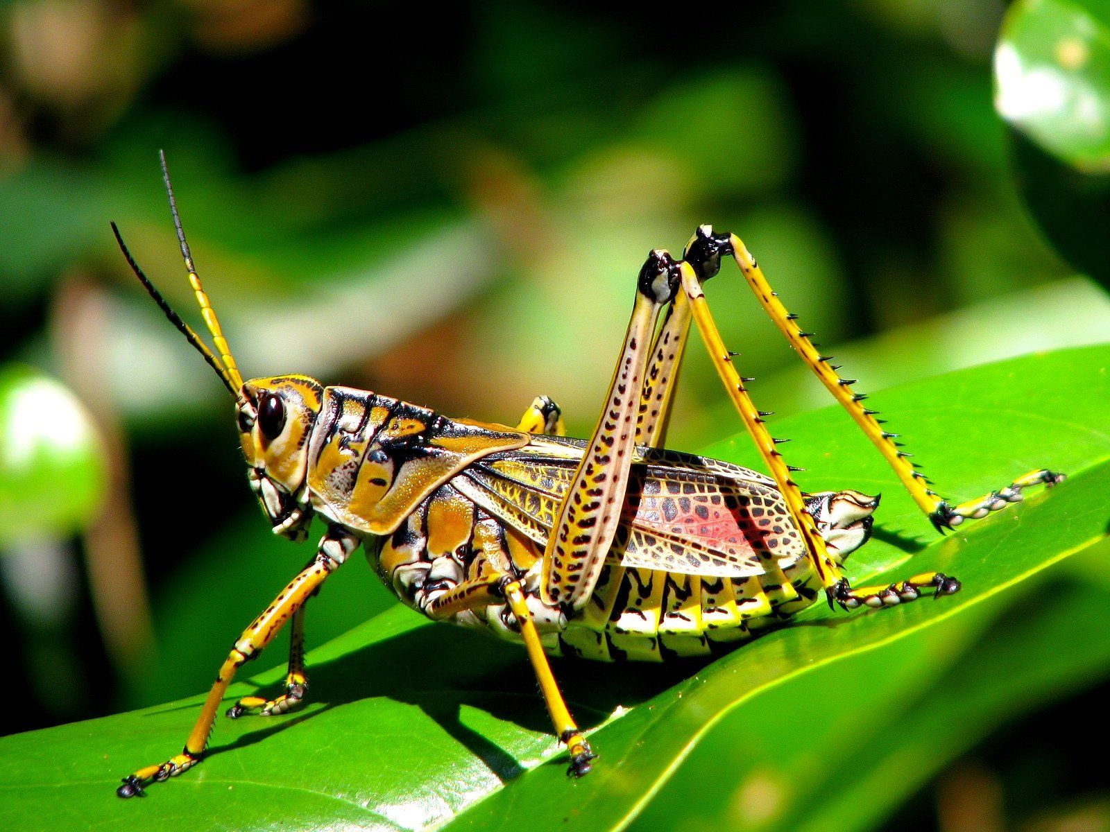 Grasshopper Wallpapers