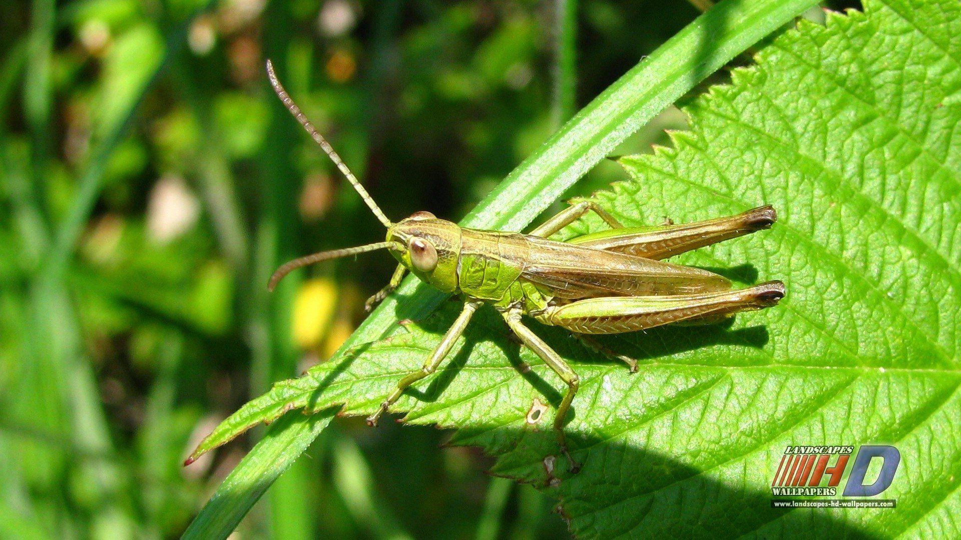 Grasshopper Wallpapers