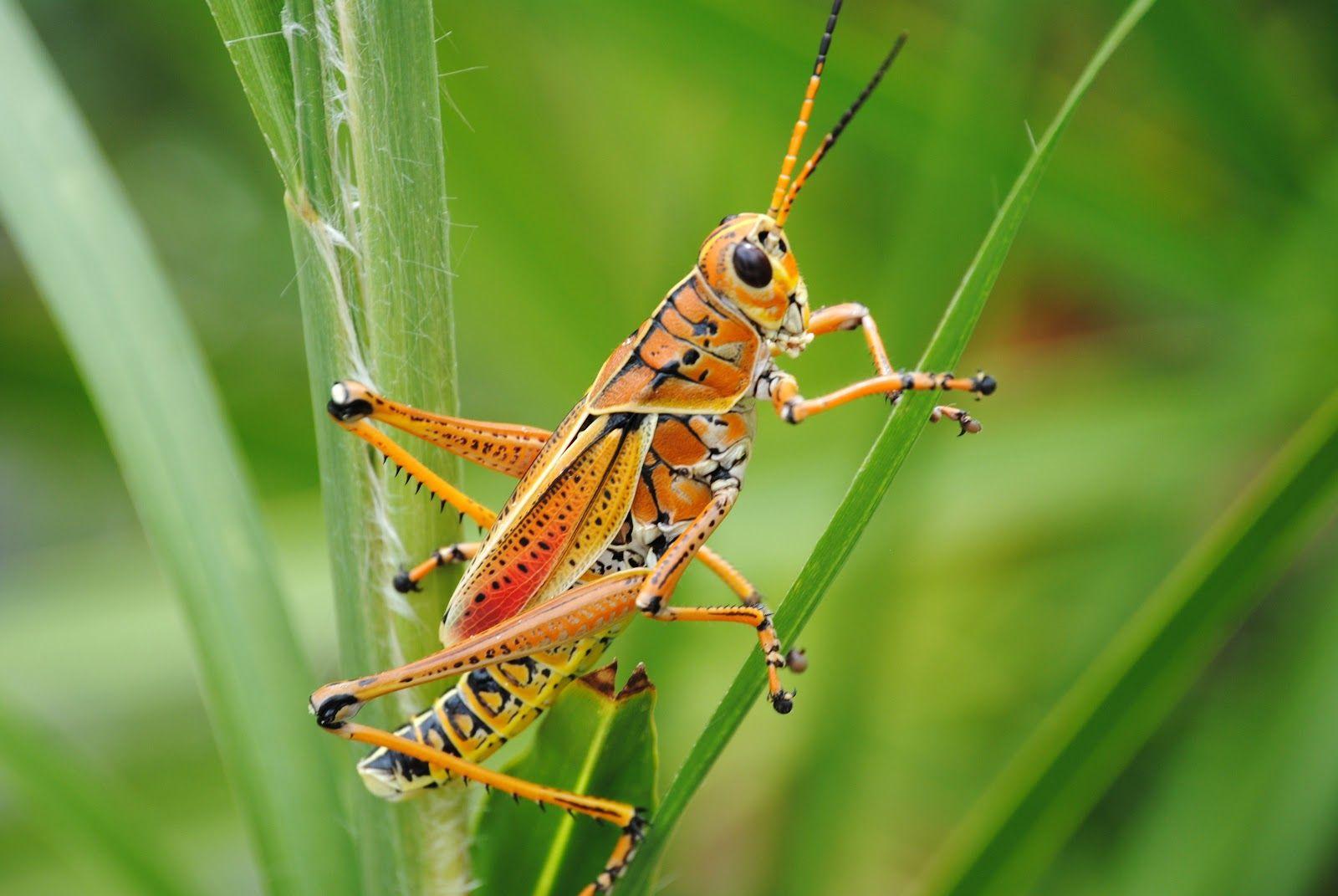 Grasshopper Wallpapers