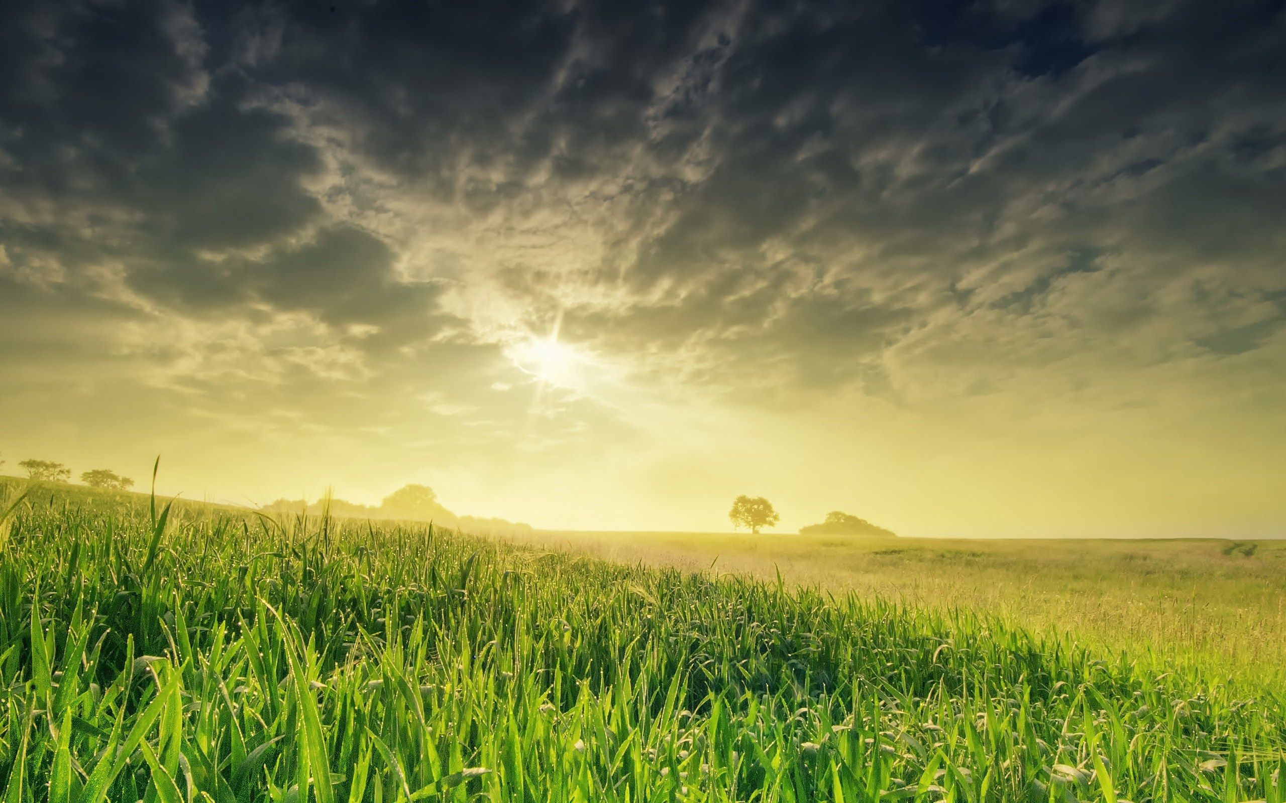 Grassy Field Background