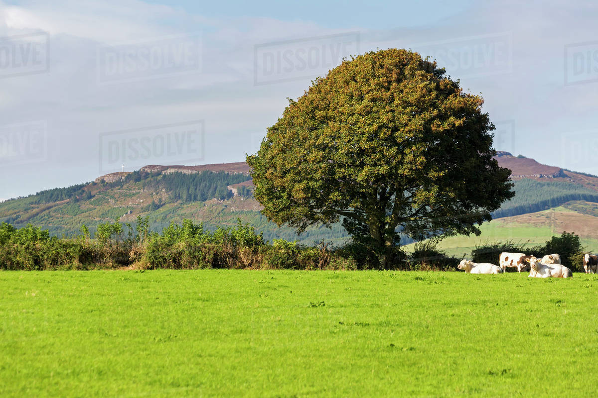 Grassy Field Background