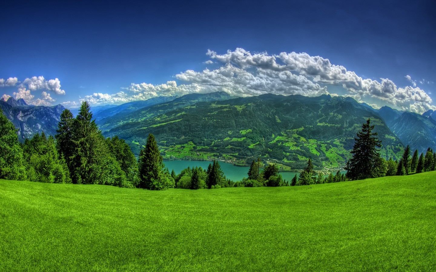 Grassy Field Background