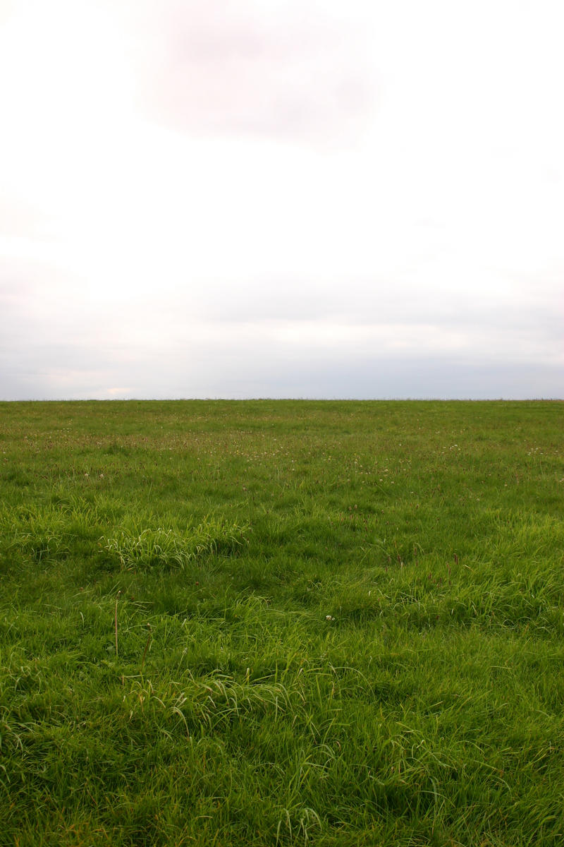 Grassy Field Background