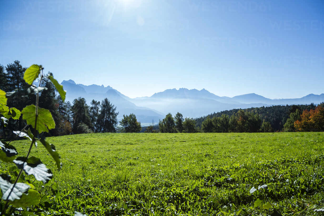 Grassy Field Background