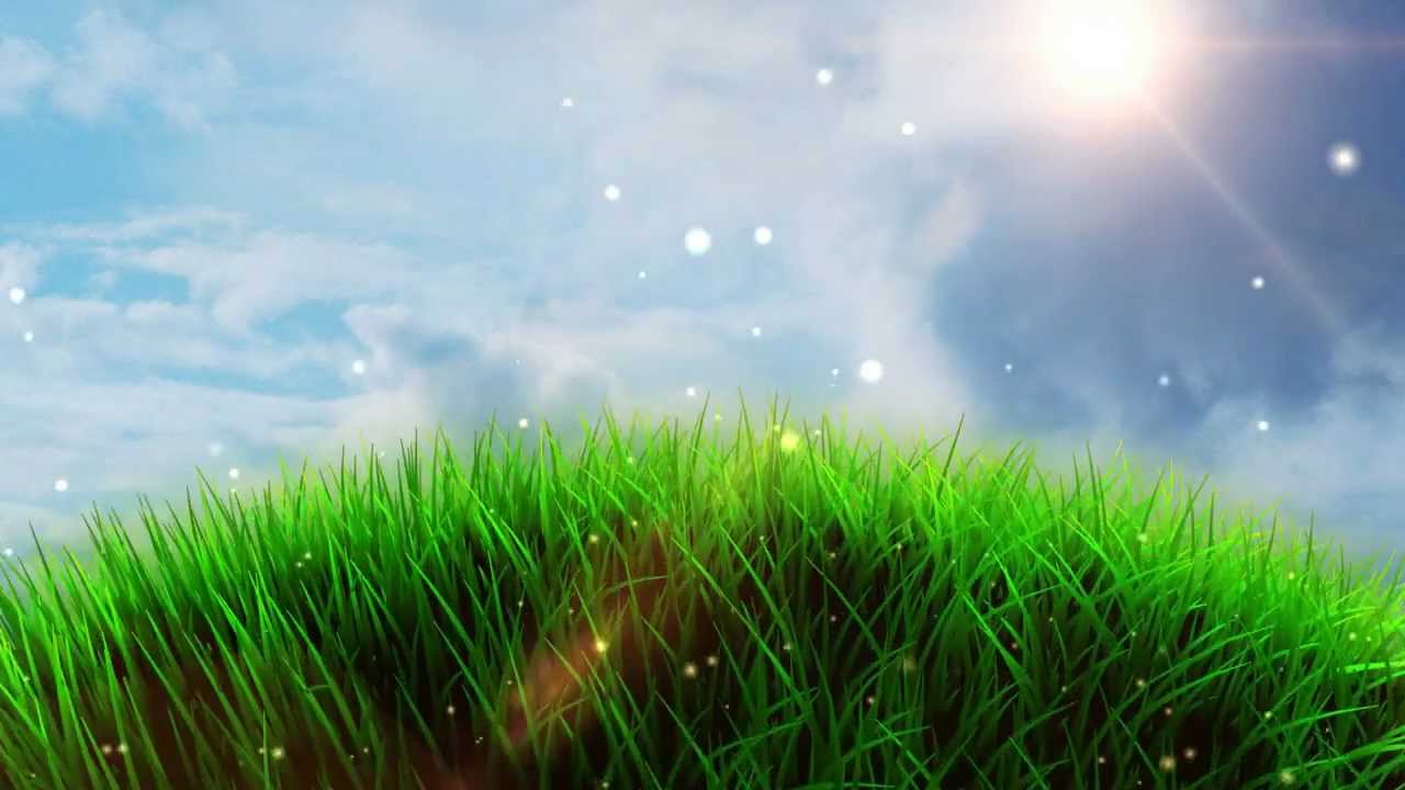 Grassy Field Background