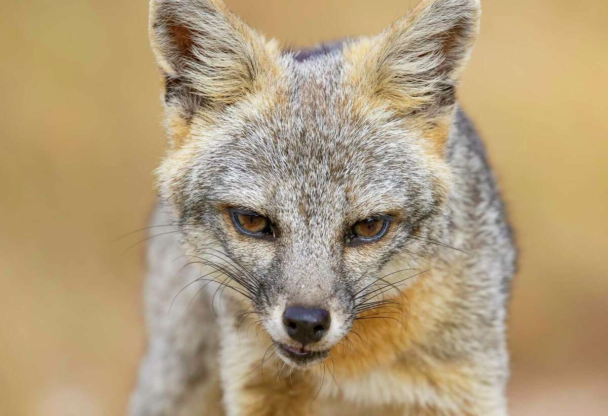 Gray Fox Wallpapers