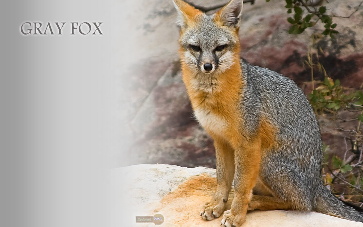 Gray Fox Wallpapers