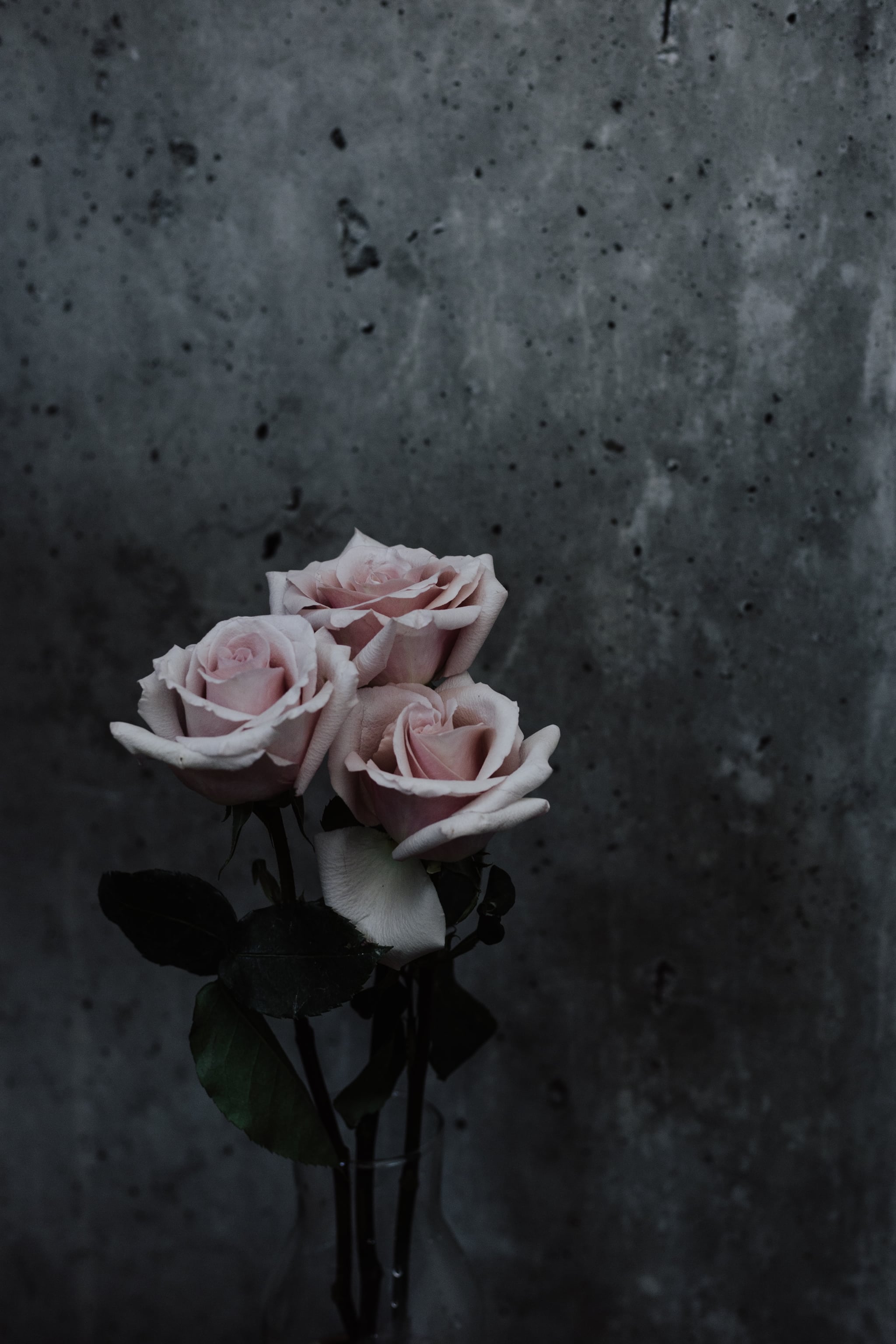 Gray Roses Wallpapers