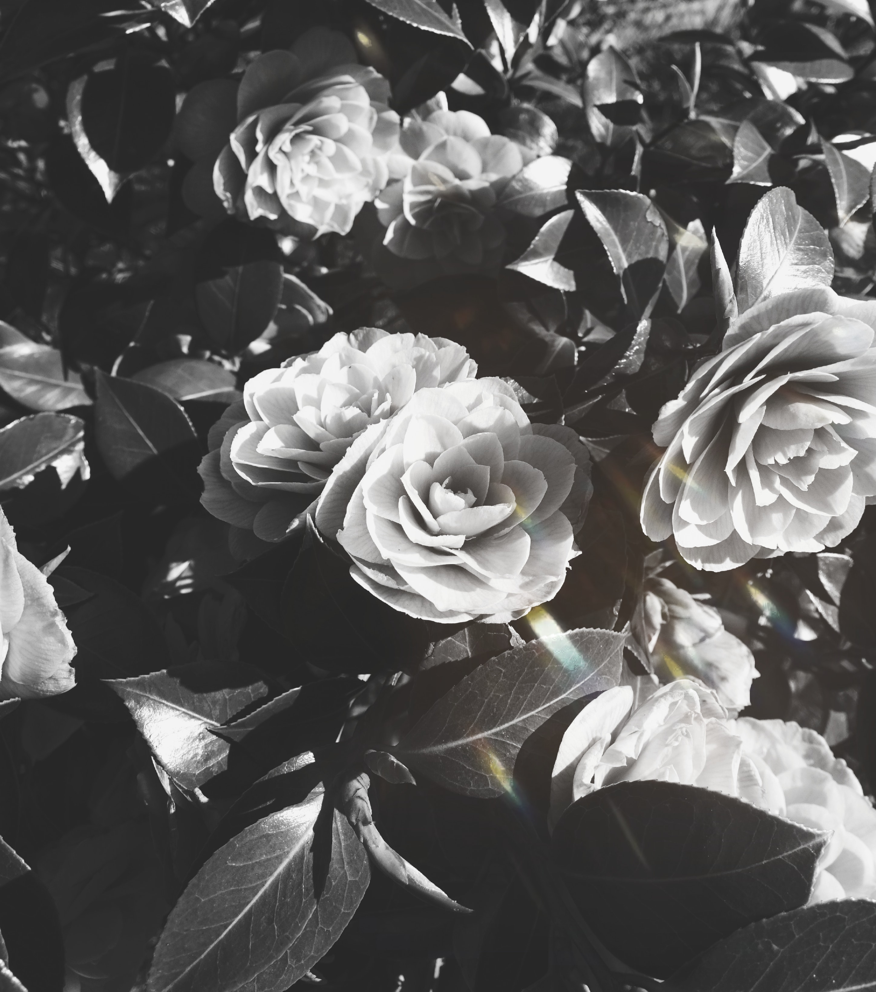 Gray Roses Wallpapers