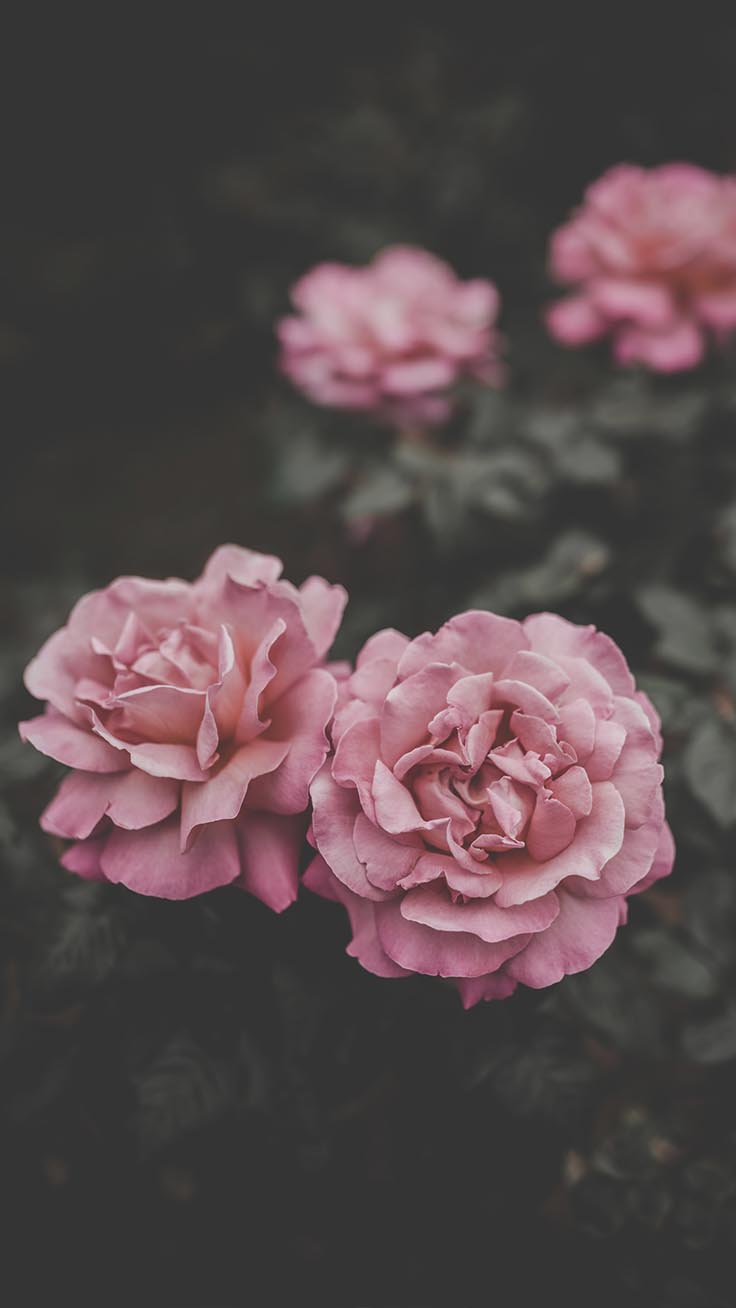 Gray Roses Wallpapers