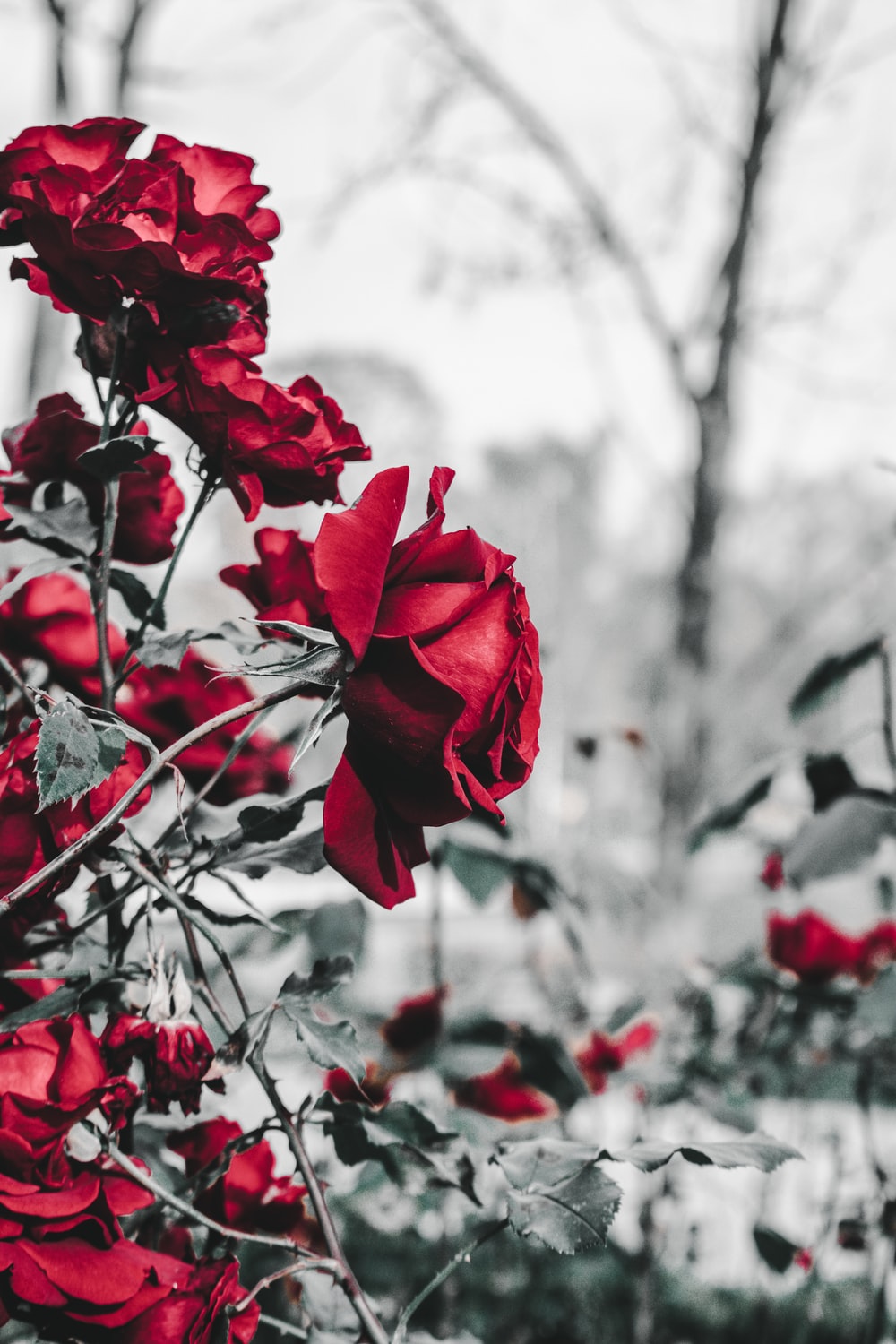 Gray Roses Wallpapers