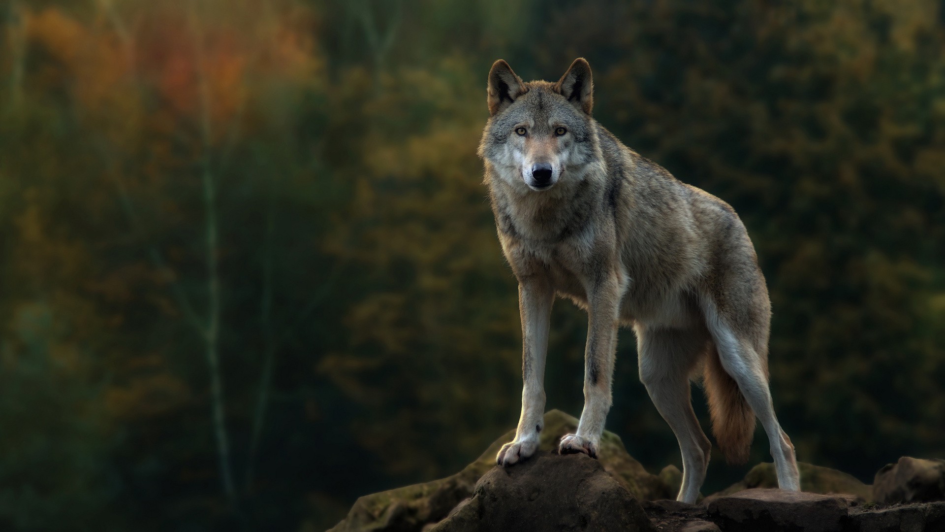 Gray Wolf Wallpapers