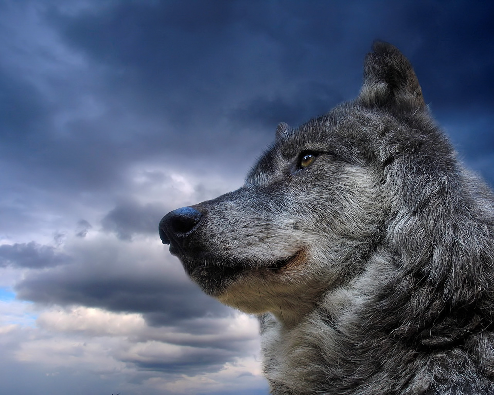 Gray Wolf Wallpapers