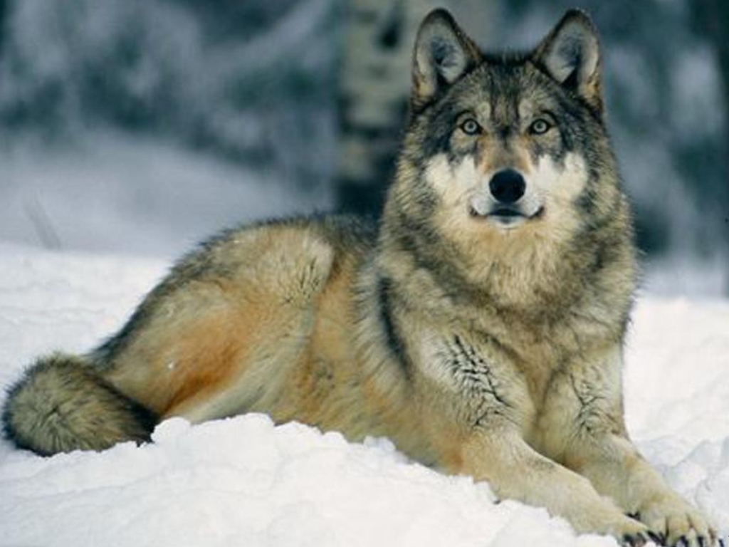 Gray Wolf Wallpapers