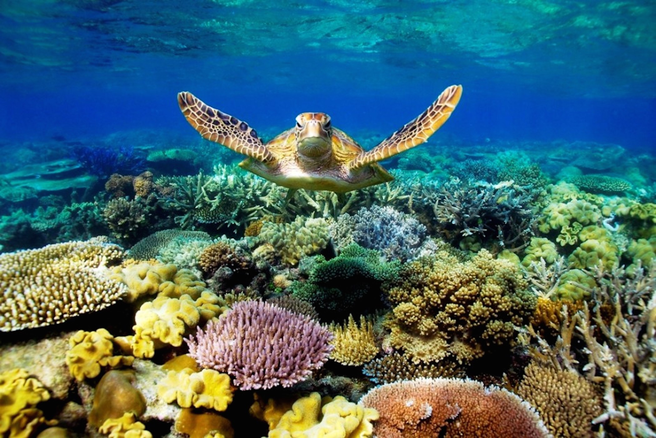 Great Barrier Reef Wallpapers