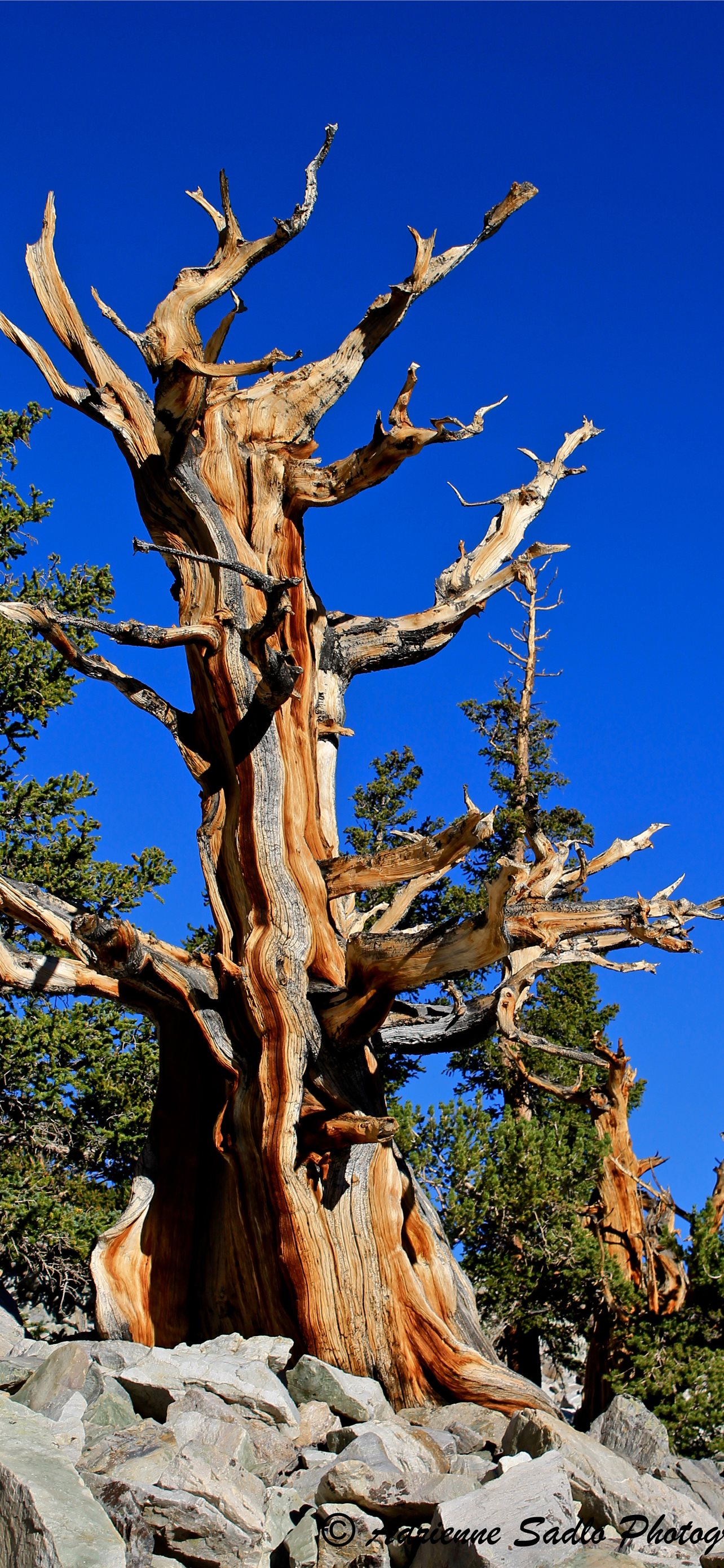 Great Basin National Park Wallpapers