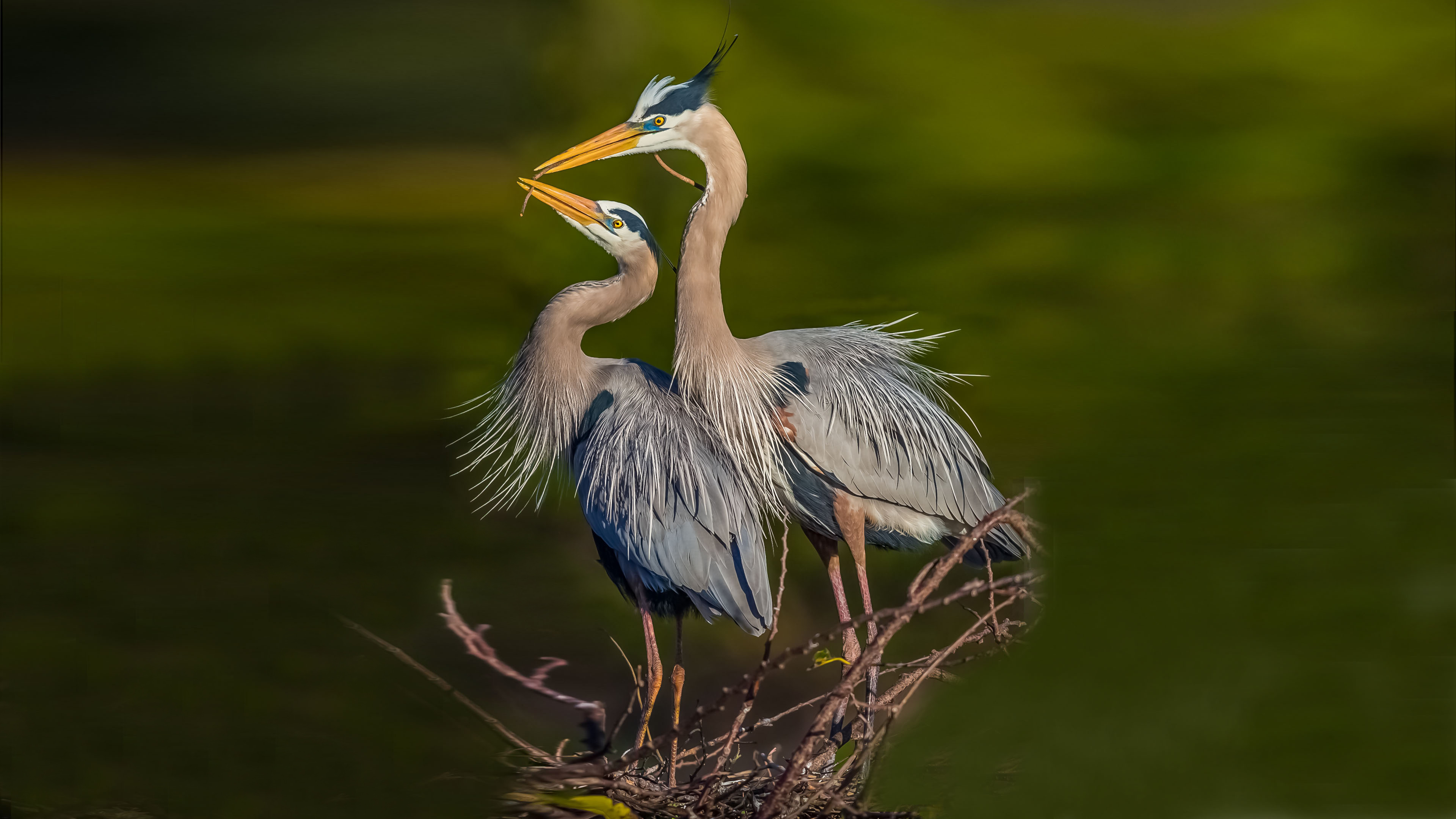 Great Blue Heron Wallpapers