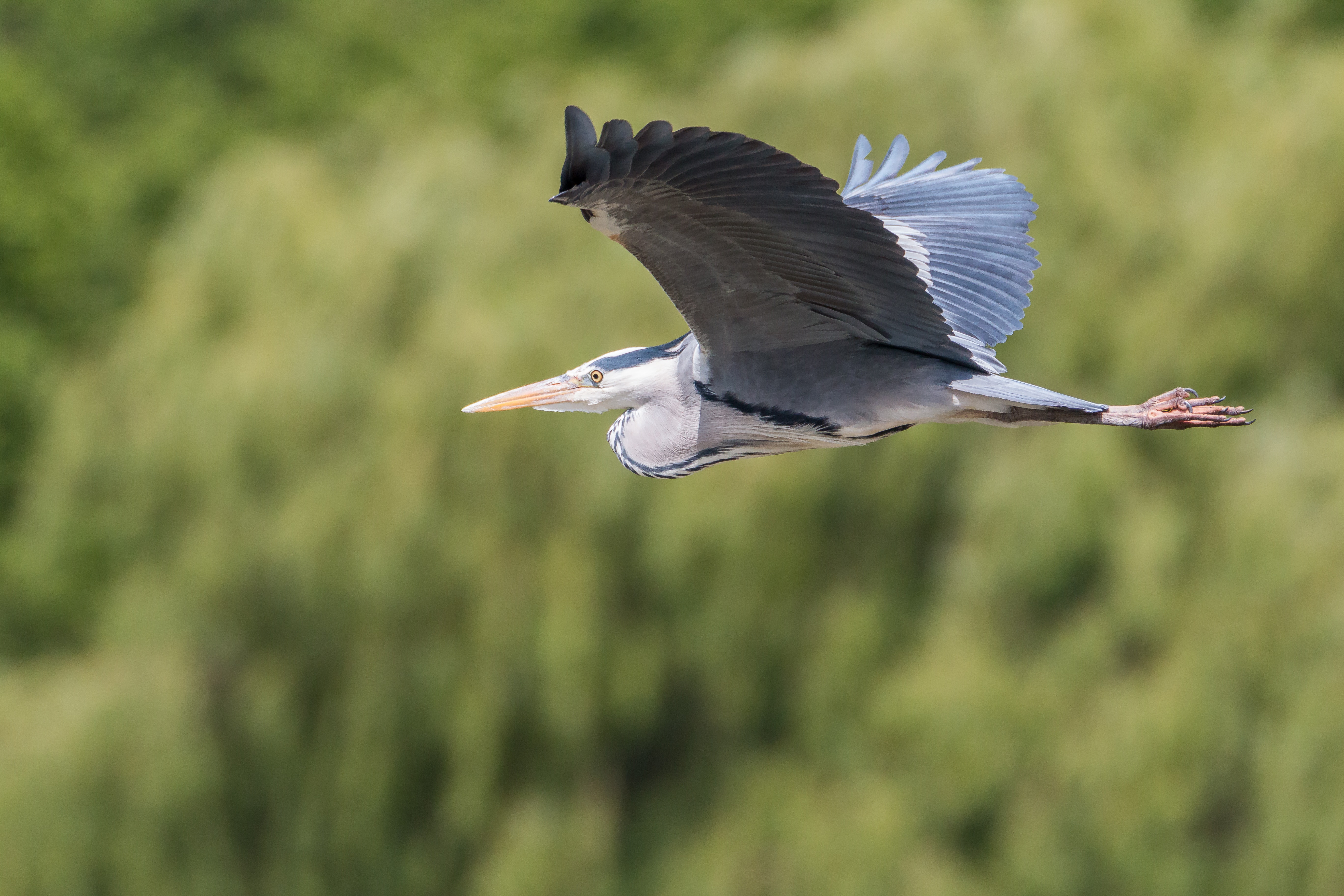 Great Blue Heron Wallpapers