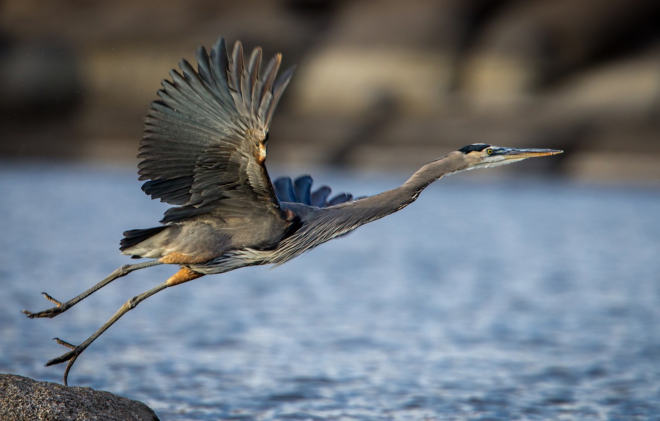 Great Blue Heron Wallpapers