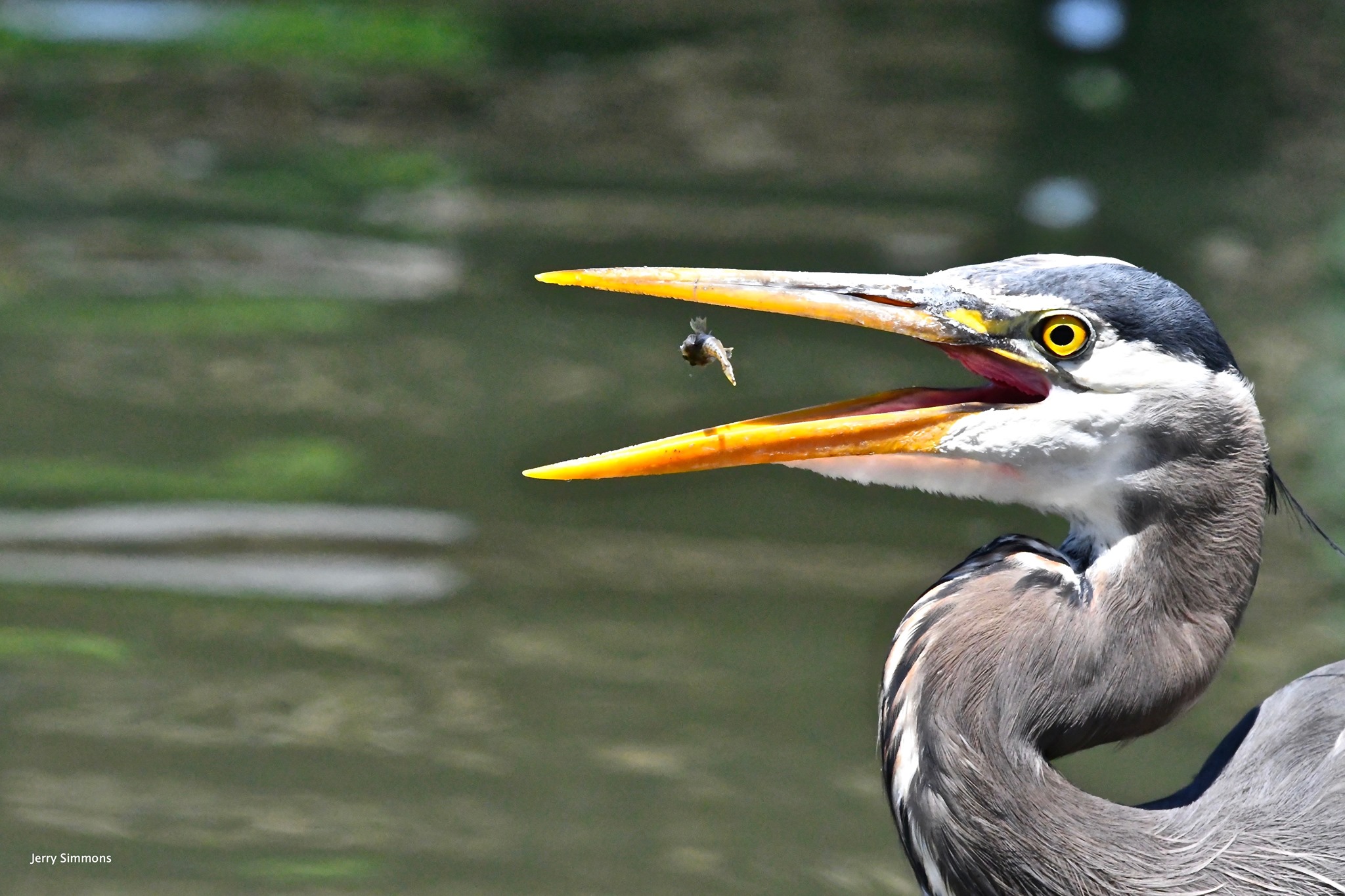 Great Blue Heron Wallpapers