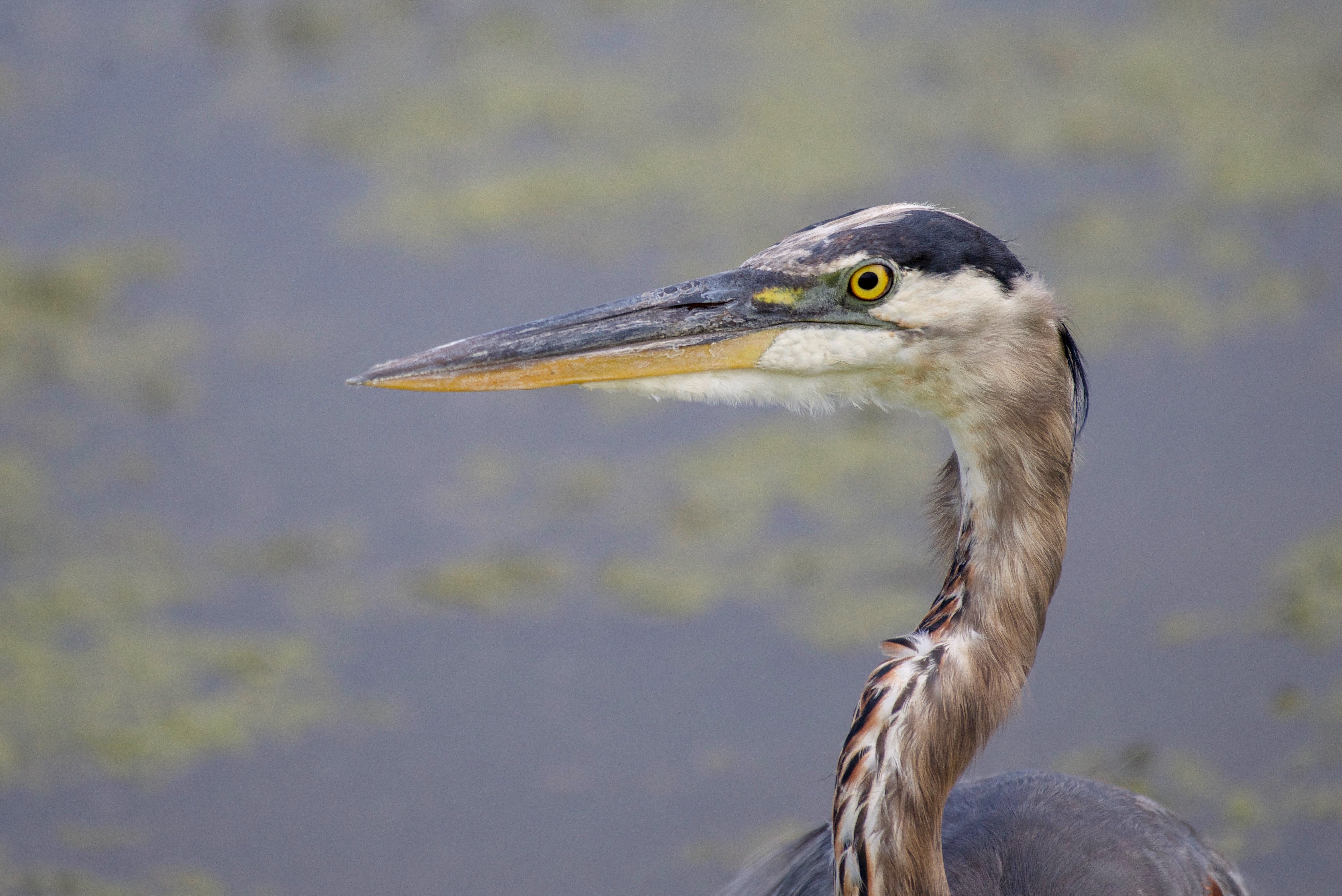 Great Blue Heron Wallpapers