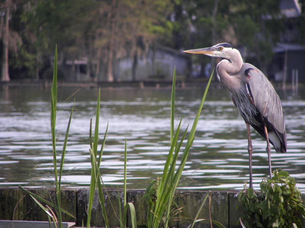 Great Blue Heron Wallpapers