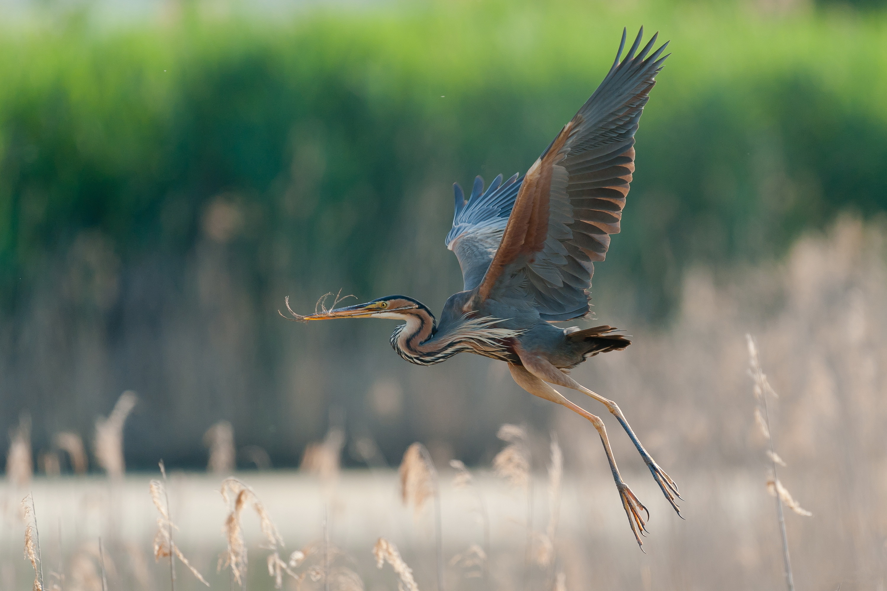 Great Blue Heron Wallpapers