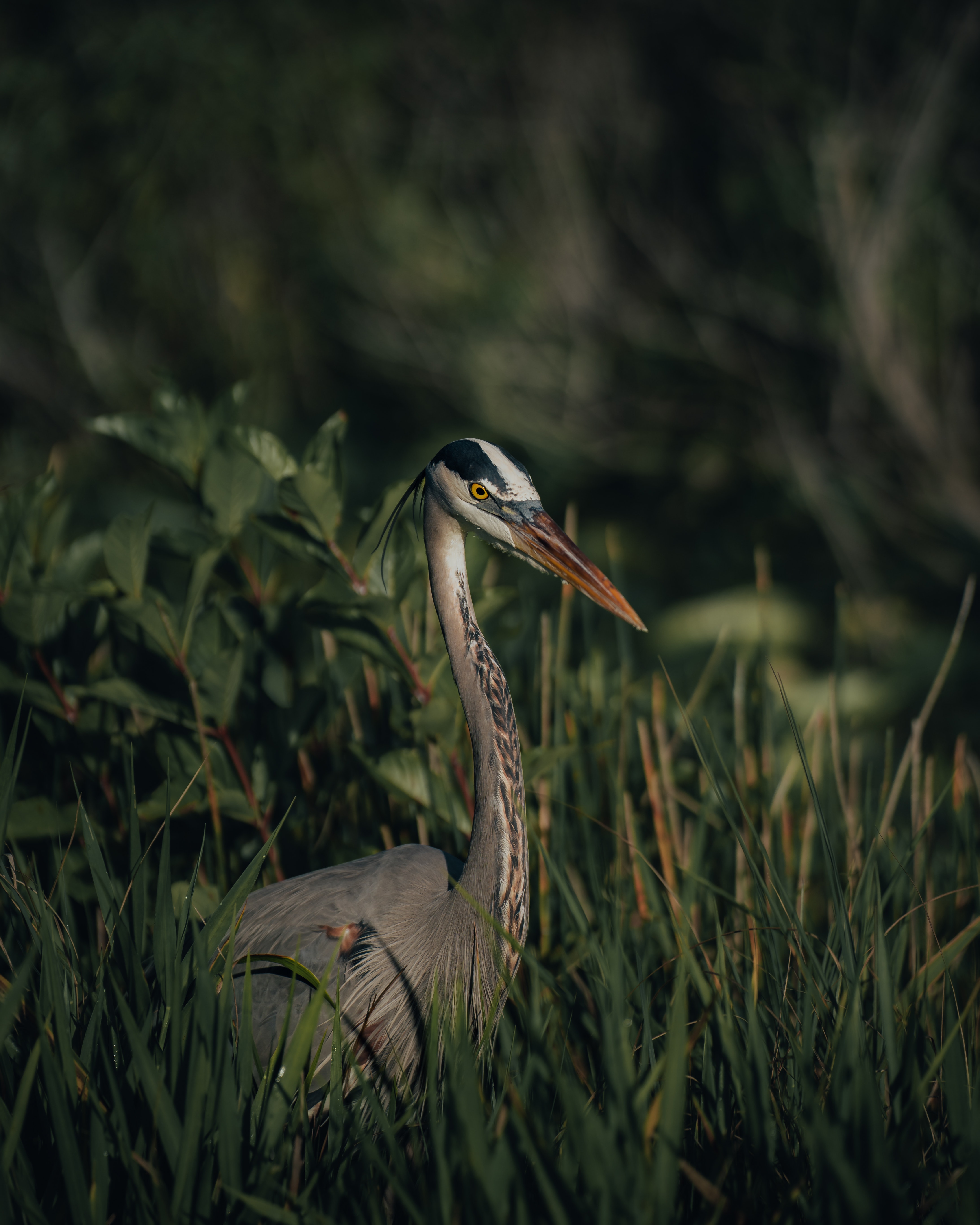 Great Blue Heron Wallpapers