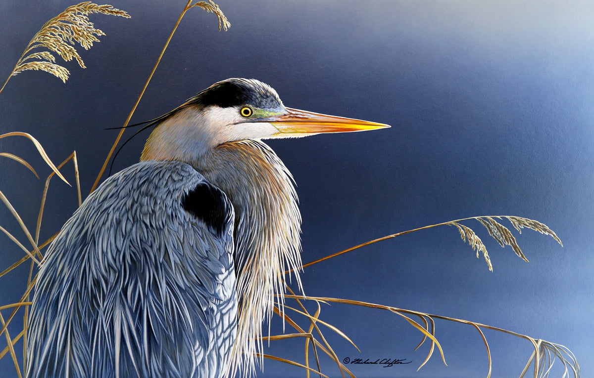 Great Blue Heron Wallpapers