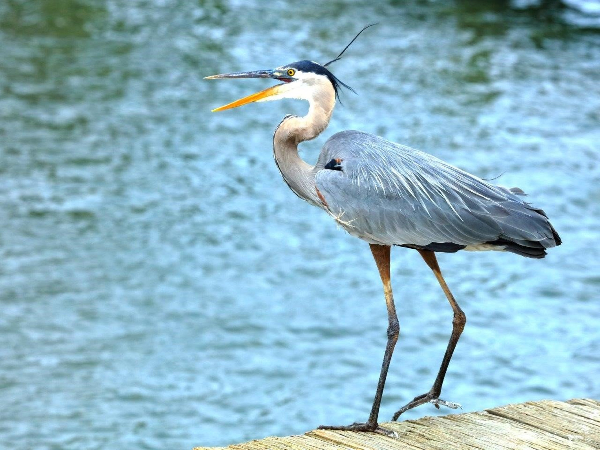 Great Blue Heron Wallpapers