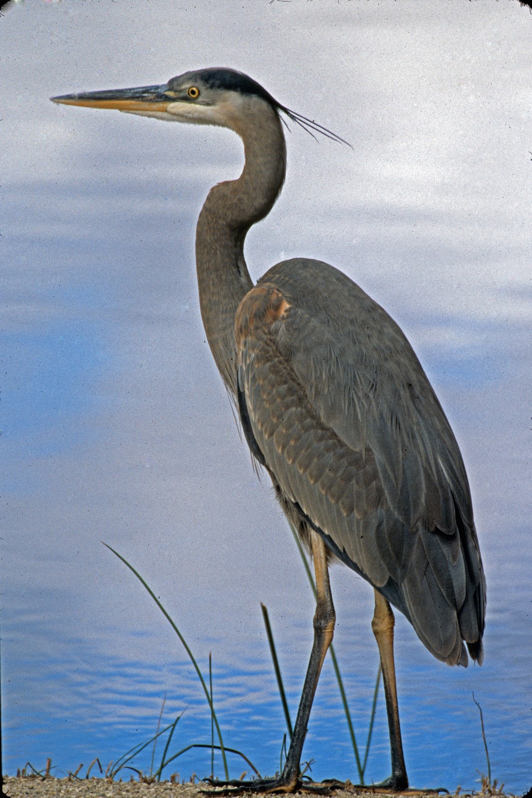 Great Blue Heron Wallpapers