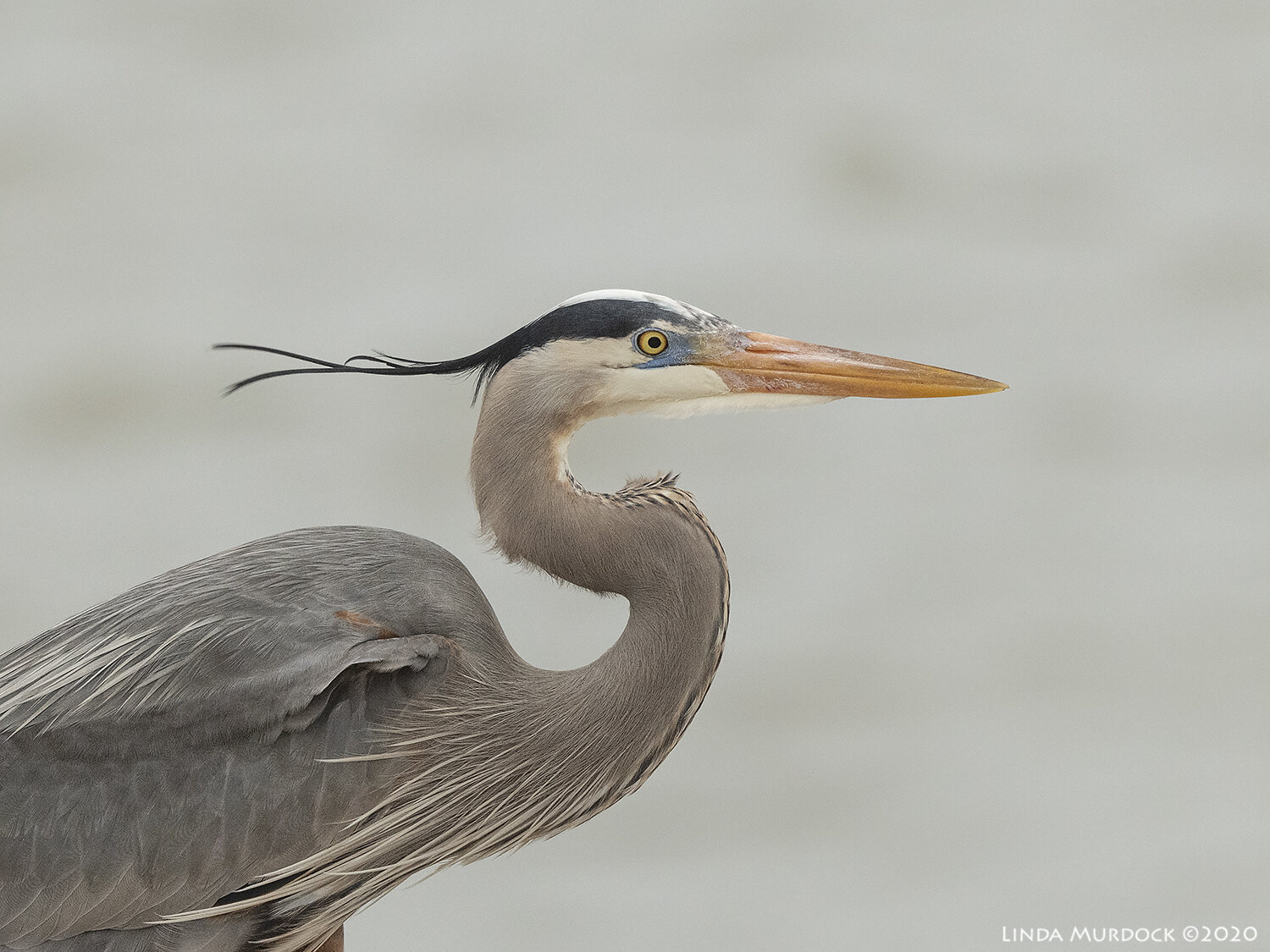 Great Blue Heron Wallpapers