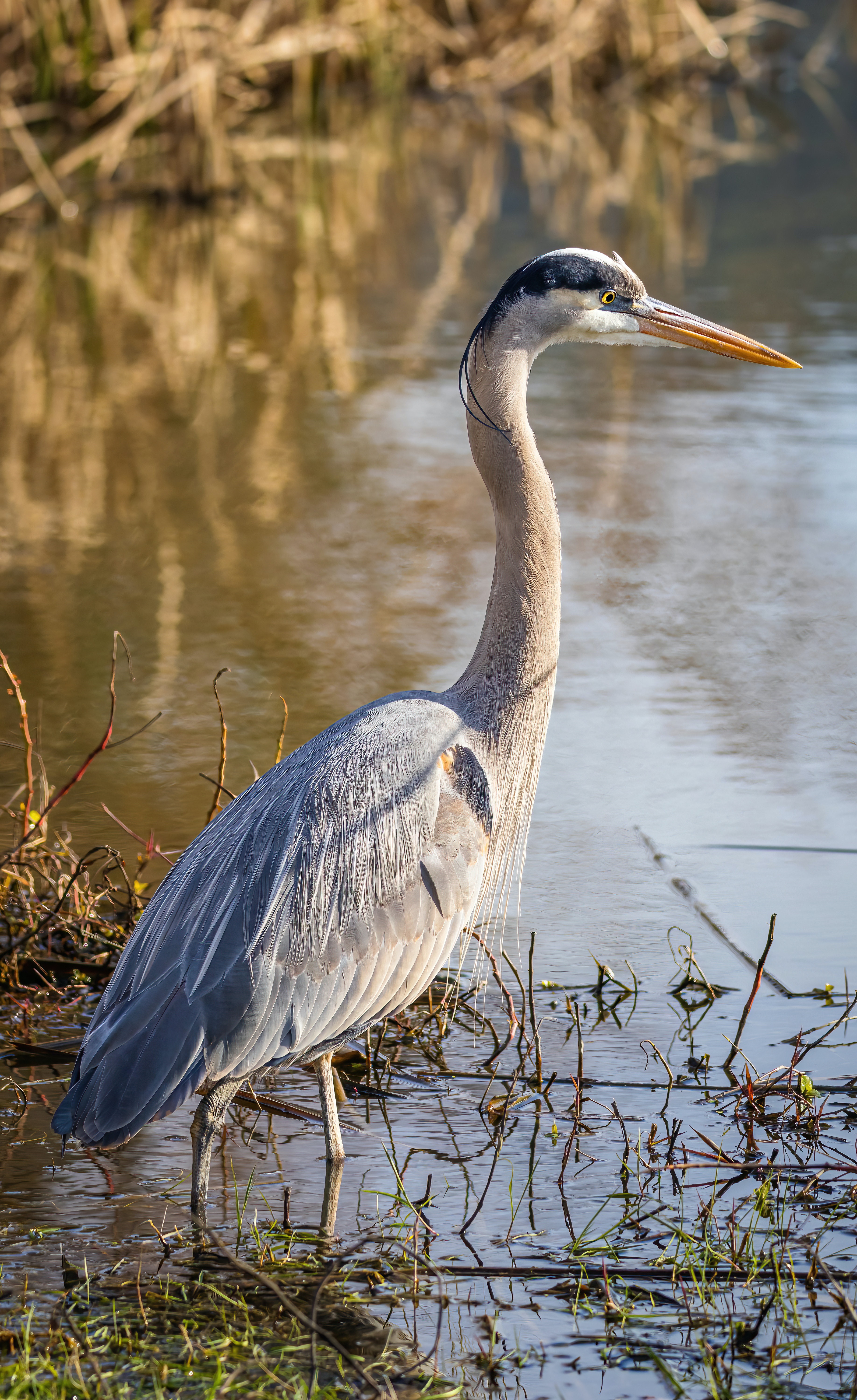 Great Blue Heron Wallpapers