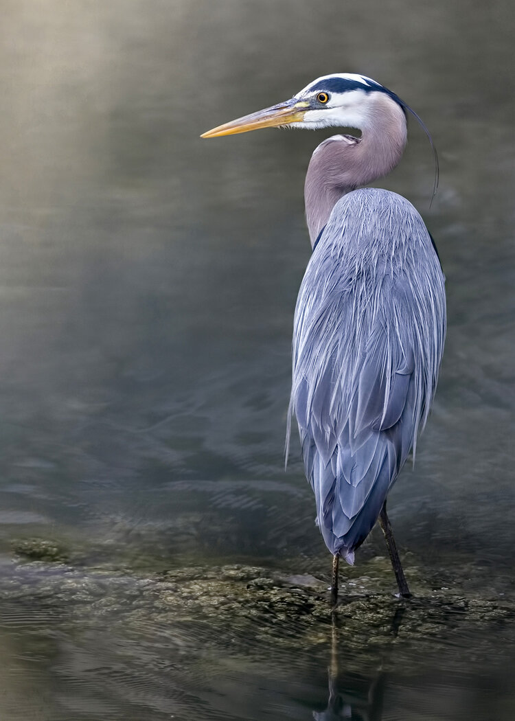 Great Blue Heron Wallpapers