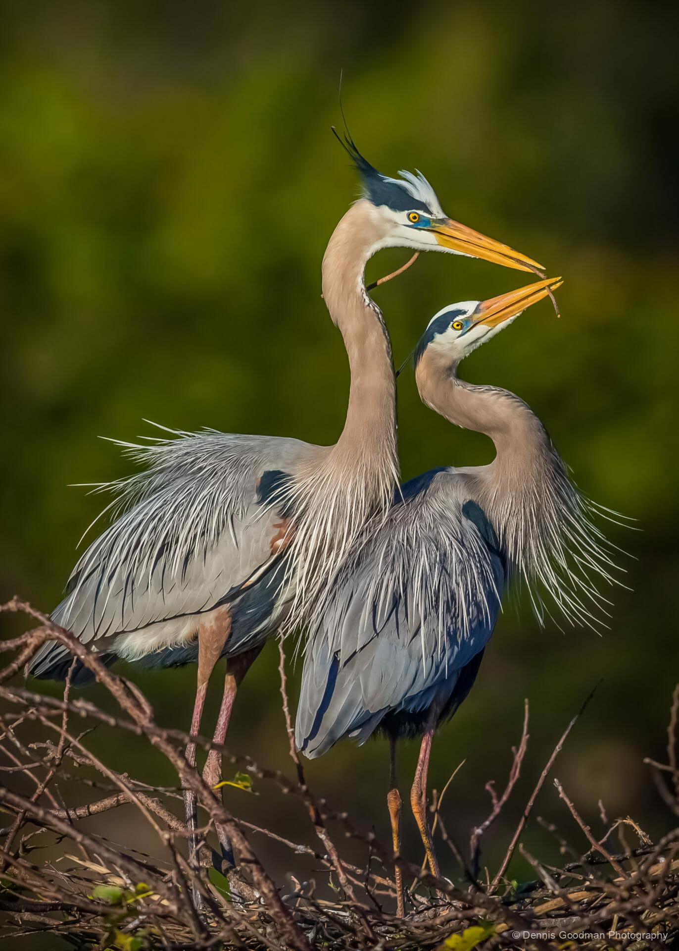 Great Blue Heron Wallpapers