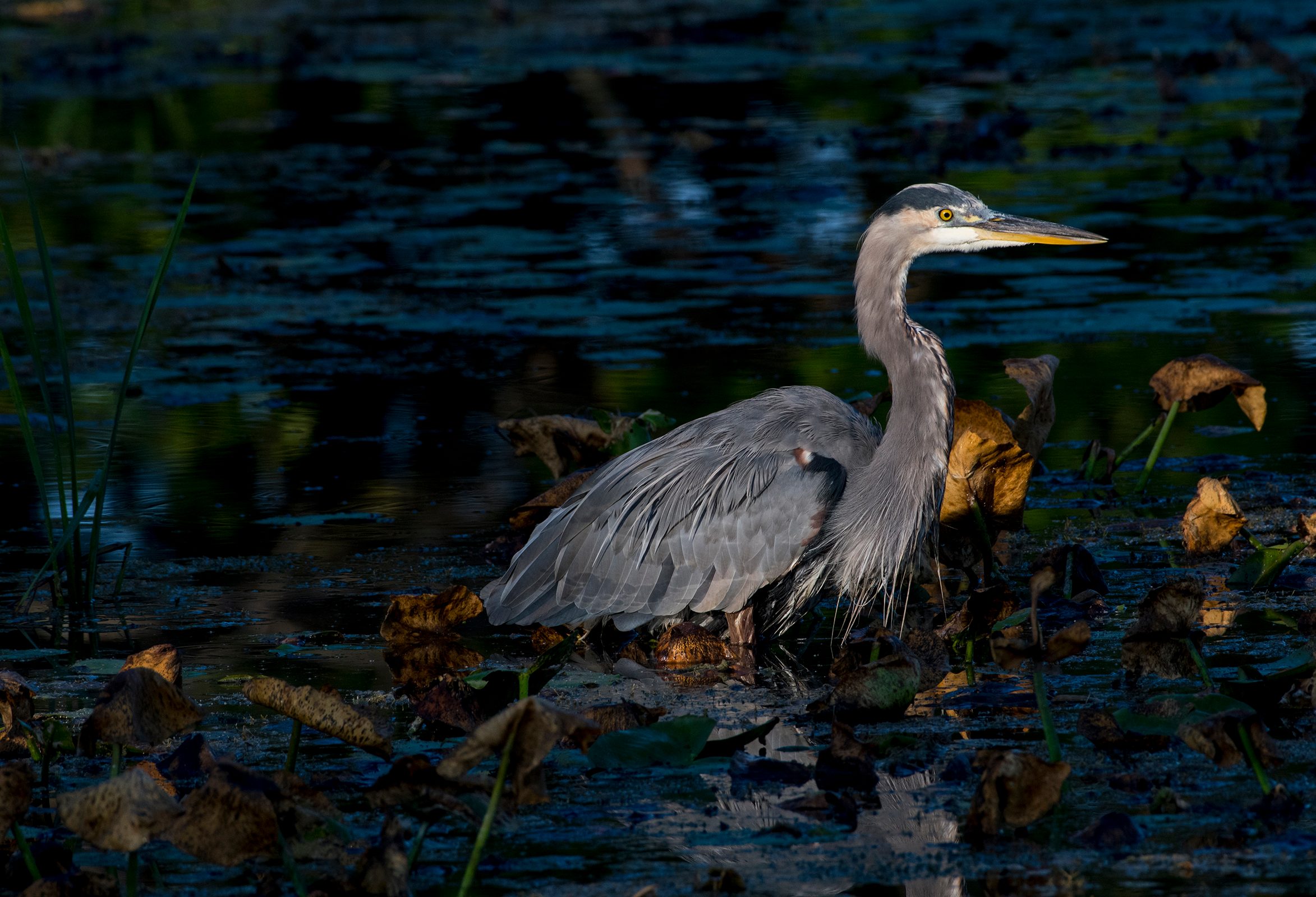 Great Blue Heron Wallpapers