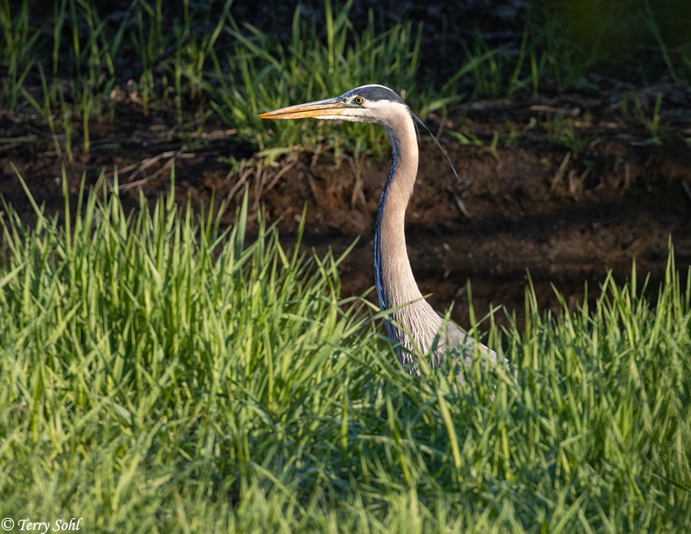 Great Blue Heron Wallpapers